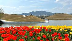 Shown are tulips at the garden in April last year.