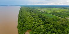 Mangrove forest in Guyana (Korea Forest Service)