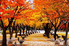 List of 103 trails to see fall foliage in Seoul released